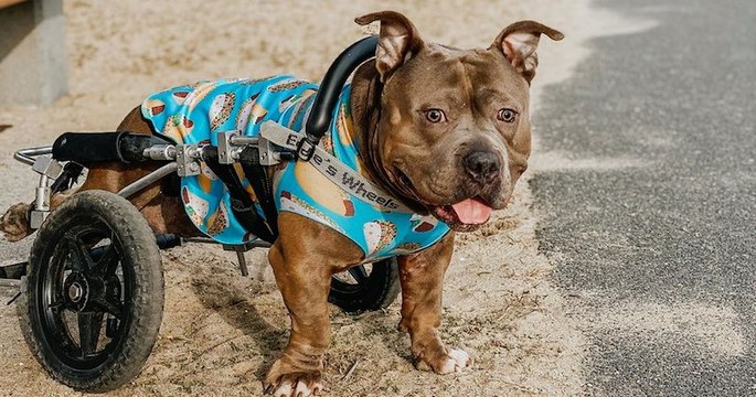 Cantu, le courageux chien paralysé, abandonné puis adopté par Fatima