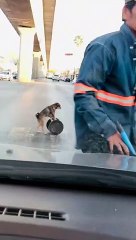 Talented Pup Performs Plenty of Tricks for Traffic