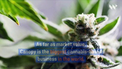 Marijuana Company Canopy Growth to Lay off 500 Employees