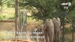 Au Kenya, le sanctuaire d'éléphants de Reteti 
