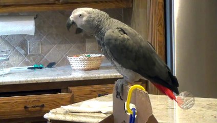 Parrot pretends to bite, then promptly reprimands himself