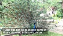 Rare White Peacock Displays Full Plumage During Mating Ritual