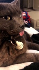 Drooling Cat with its Tongue Out