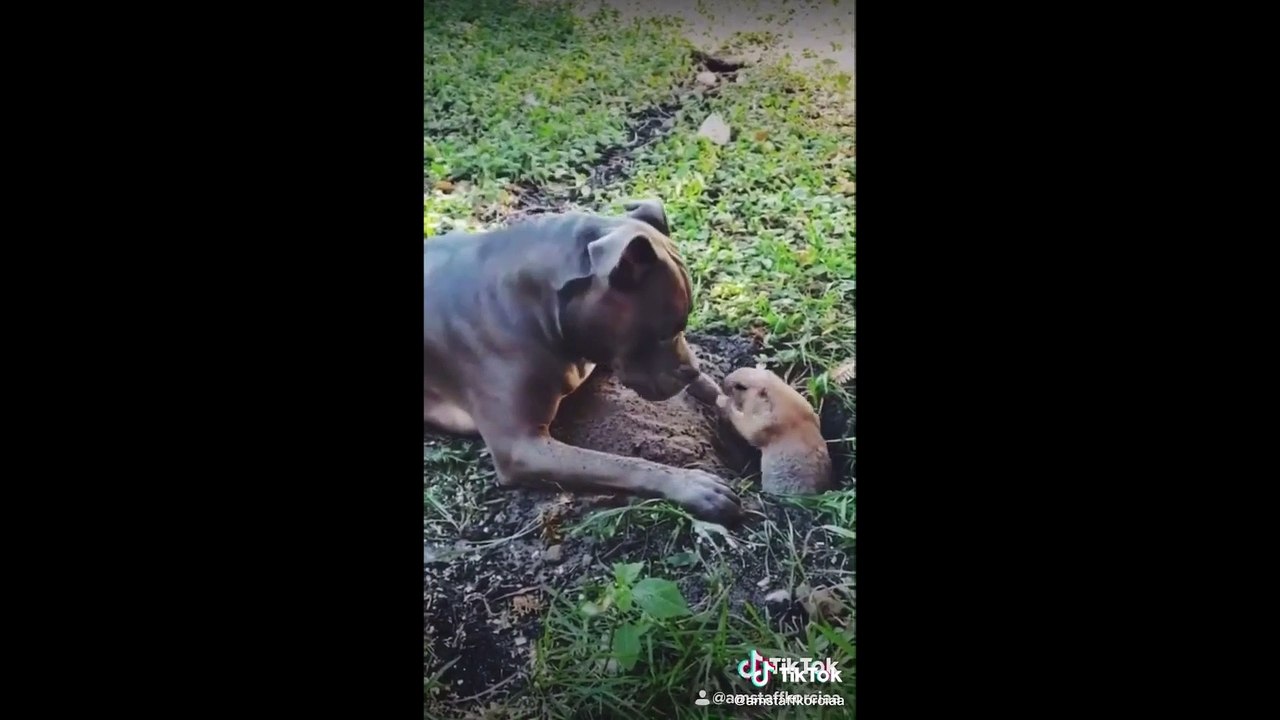 Śmieszne Zwierzęta