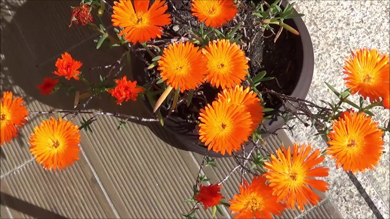 O Corridinho, e à volta de um Vaso de Flores a 6-3-2020 Covilhã