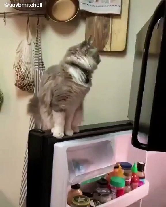 Kedi Özel Harekat Video No:1