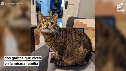 Maya: una gatita con una anomalía genética tan tierna que tiene su propio libro