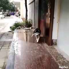 Ce husky est le roi du moon walk...