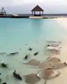 Des dizaines de raies et de requins attendent leur repas en bord de plage... Magnifique