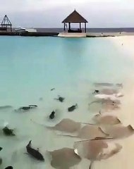 Download Video: Des dizaines de raies et de requins attendent leur repas en bord de plage... Magnifique