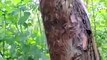 L'incroyable technique de défense de ces chenilles qui recouvrent ce tronc d'arbre