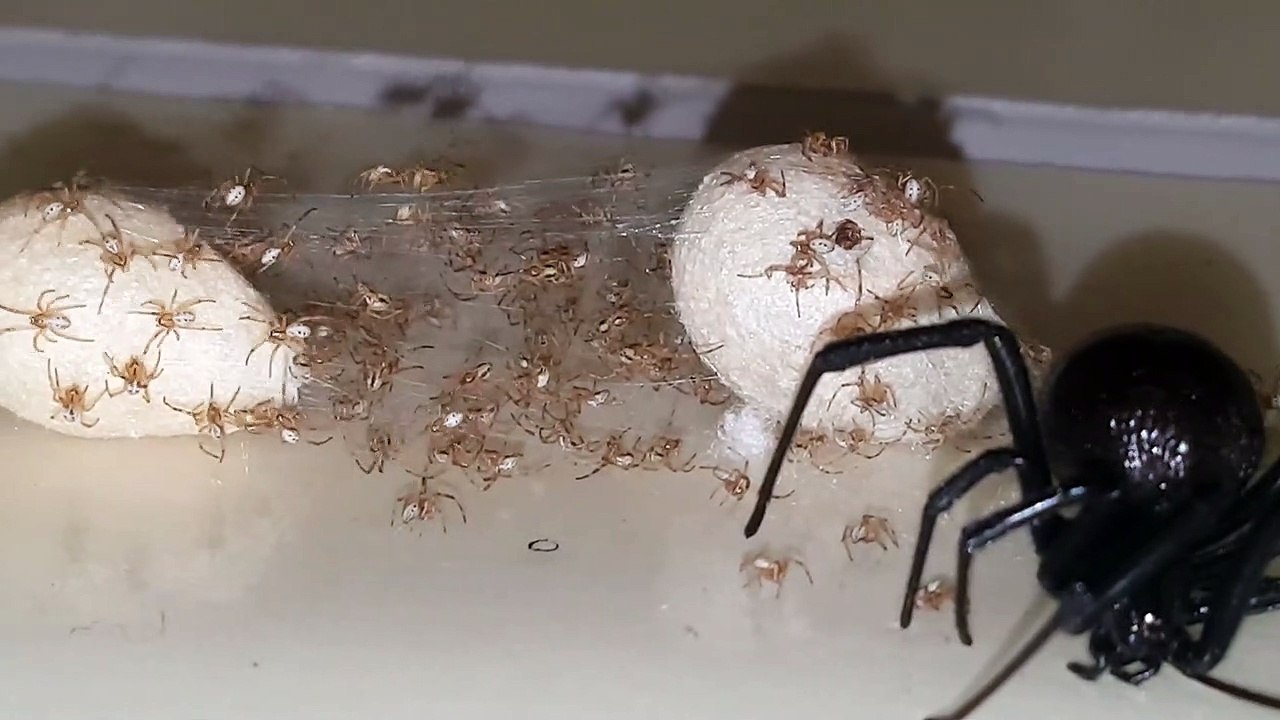 Il piège une araignée et ses milliers de petits sans le vouloir sur un papier collant