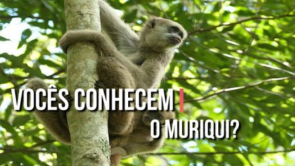 Vocês conhecem o Muriqui? O maior primata das Américas 