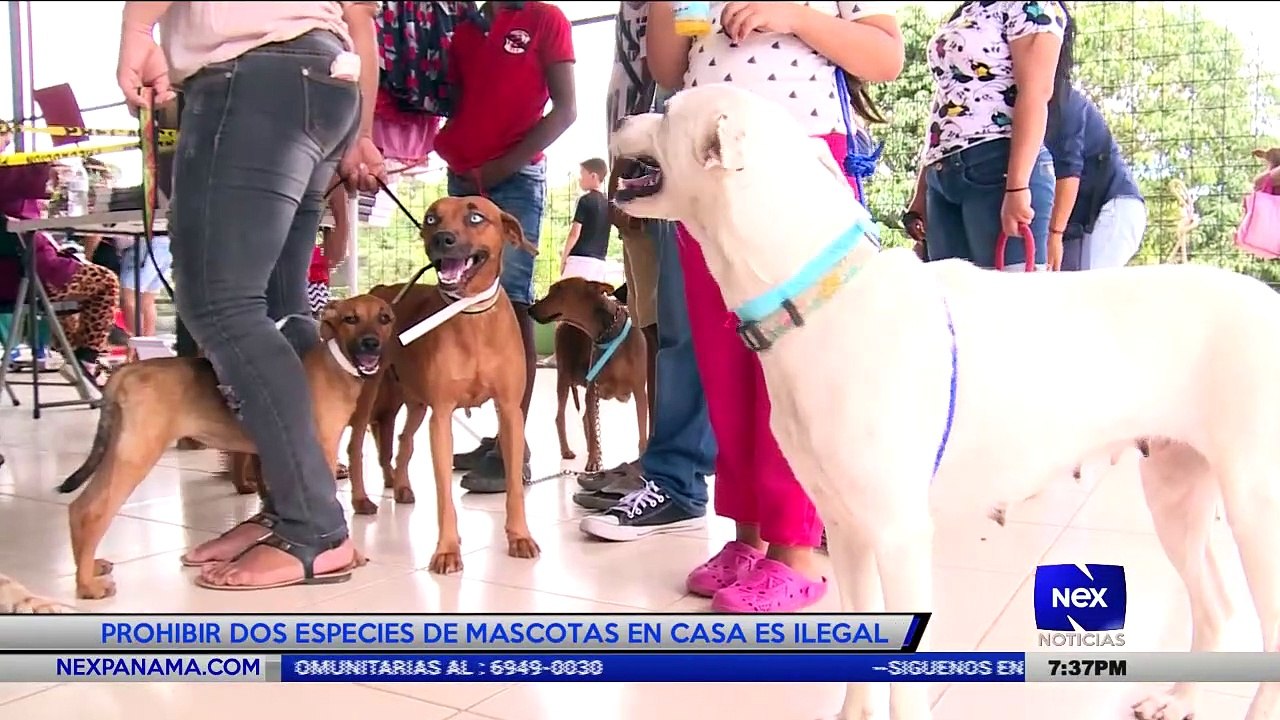 Prohibir dos especies de mascotas en casa es ilegal  - Nex Noticias
