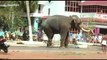 Raging tame elephant in India rips up trees while handlers attempt to calm it