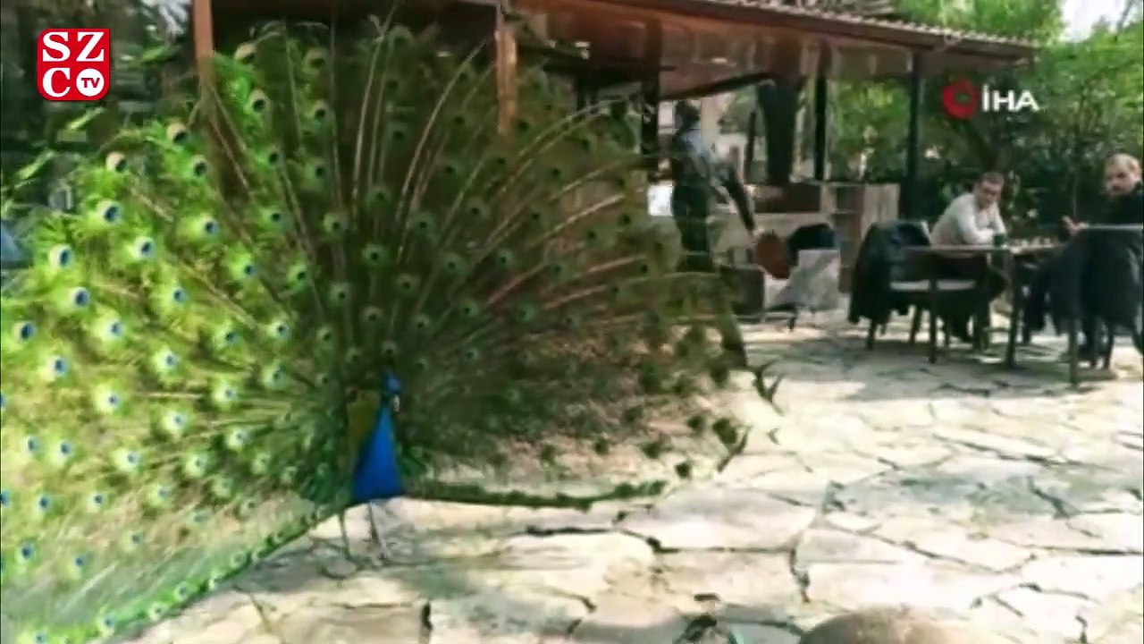 Mahalleyi tavus kuşları sardı