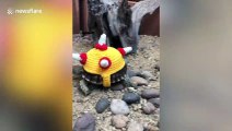 Pet tortoise wears hand-knitted woolly hats