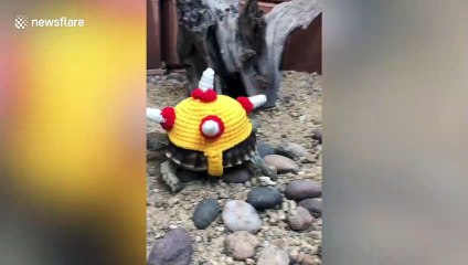 Pet tortoise wears hand-knitted woolly hats