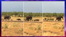 Viral Video : Baby Buffalo Chasing An Elephant, Makes You Smile