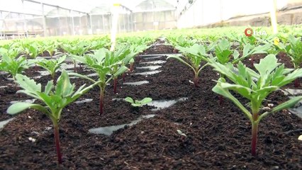 Kaymakam Çam: 'Vatandaşlarımızın daha yeşil bir Kızıltepe’de yaşamalarına olanak sağlayacağız'