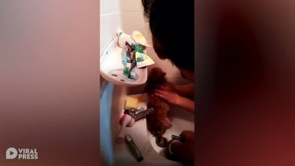 Pet Chihuahua Gets Stuck In Bathroom SInk