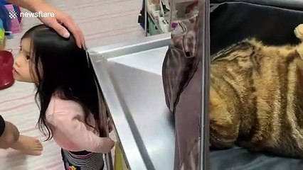 Amusing moment cat plays dead to avoid seeing vet