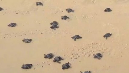 எதிர் நீச்சல் போட்ட ஆமைக்குஞ்சுகள்.. ஆச்சரியத்துடன் பார்த்த சுற்றுலாப் பயணிகள்!