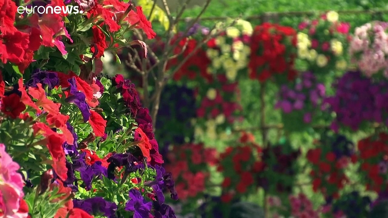 شاهد: آلاف الزهور تشكل لوحة مبهجة في مهرجان الربيع في وادي الأردن