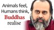 Animals feel, Humans think, Buddhas realise || Acharya Prashant (2019)