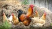 Kerala sounds alert after bird flu detected in Kozhikkode district