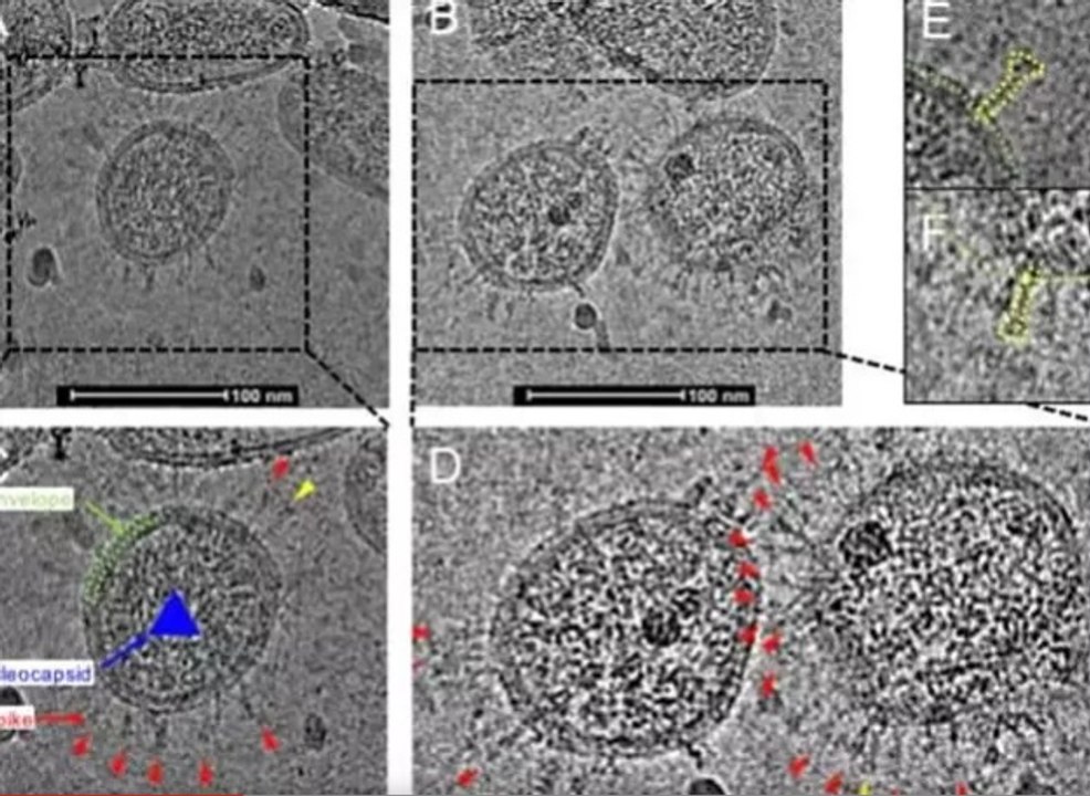 Coronavirus : Scientists ने कोरोना वायरस को 'जिंदा पकड़ा', इलाज ढूंढे जाने की जगी उम्मीद | Boldsky