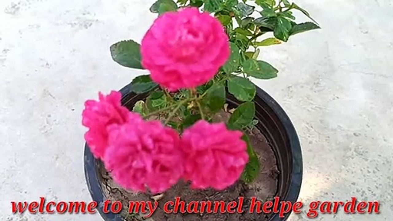 In just 1 month, the rose plant will be filled with flowers