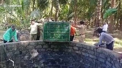 Indian rescuers haul stricken leopard from bottom of deep well