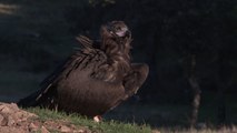 El Parque Nacional de la Sierra de Guadarrama acerca al buitre negro