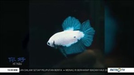 Budidaya Cupang, Mudah dan Menguntungkan