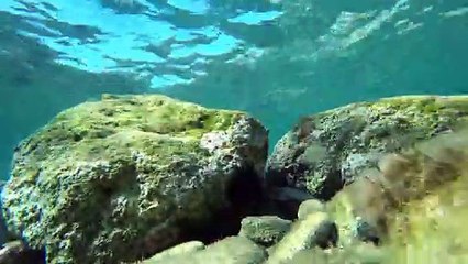 Vie sous-marine en caméra fixe en Méditerranée