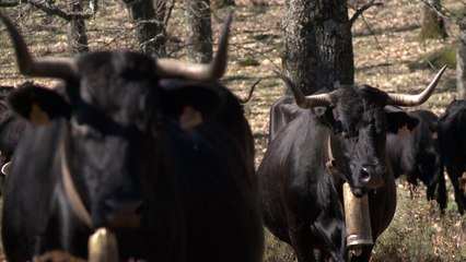 Ganaderos extremeños reclaman una prueba "fiable" de tuberculosis