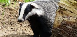 BBC Radio 2_ Jeremy Vine 6Mar20 - discussing the end of badger culling