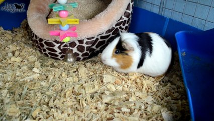 ROOM TOUR JAULA COBAYAS CYC DE TRES PISOS FEBRERO 2020 | GUINEA PIGS C&C CAGE TOUR | LA GATA VEGANA