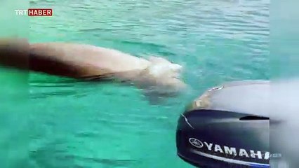 Kaş ve Bodrum'da görülen foklar ilgi odağı oldu