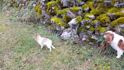 Phandor découvre le jardin du chalet