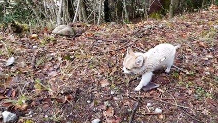 En balade sur le chemin au dessus du chalet