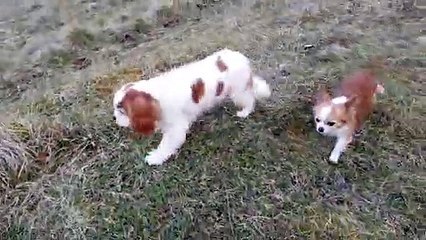 La promenade au torrent
