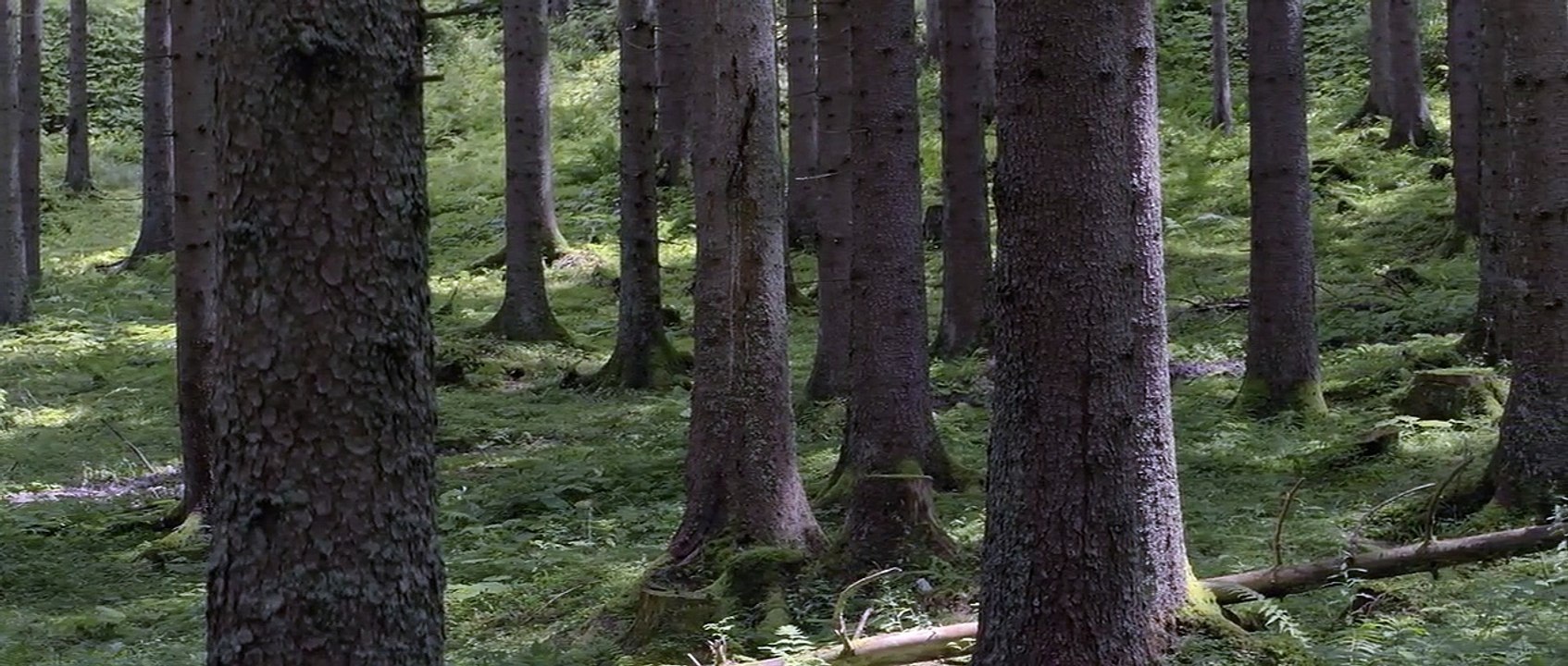 WALDEN by Daniel Zimmermann (Trailer)