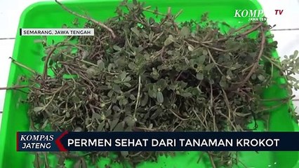 Permen Sehat dari Tanaman Krokot