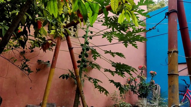 Tree flowers - a beautiful place.