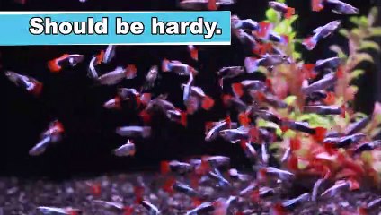 Top 5 Freshwater Fish for Beginners