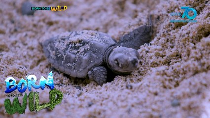 Born to be Wild: Back to the Sea