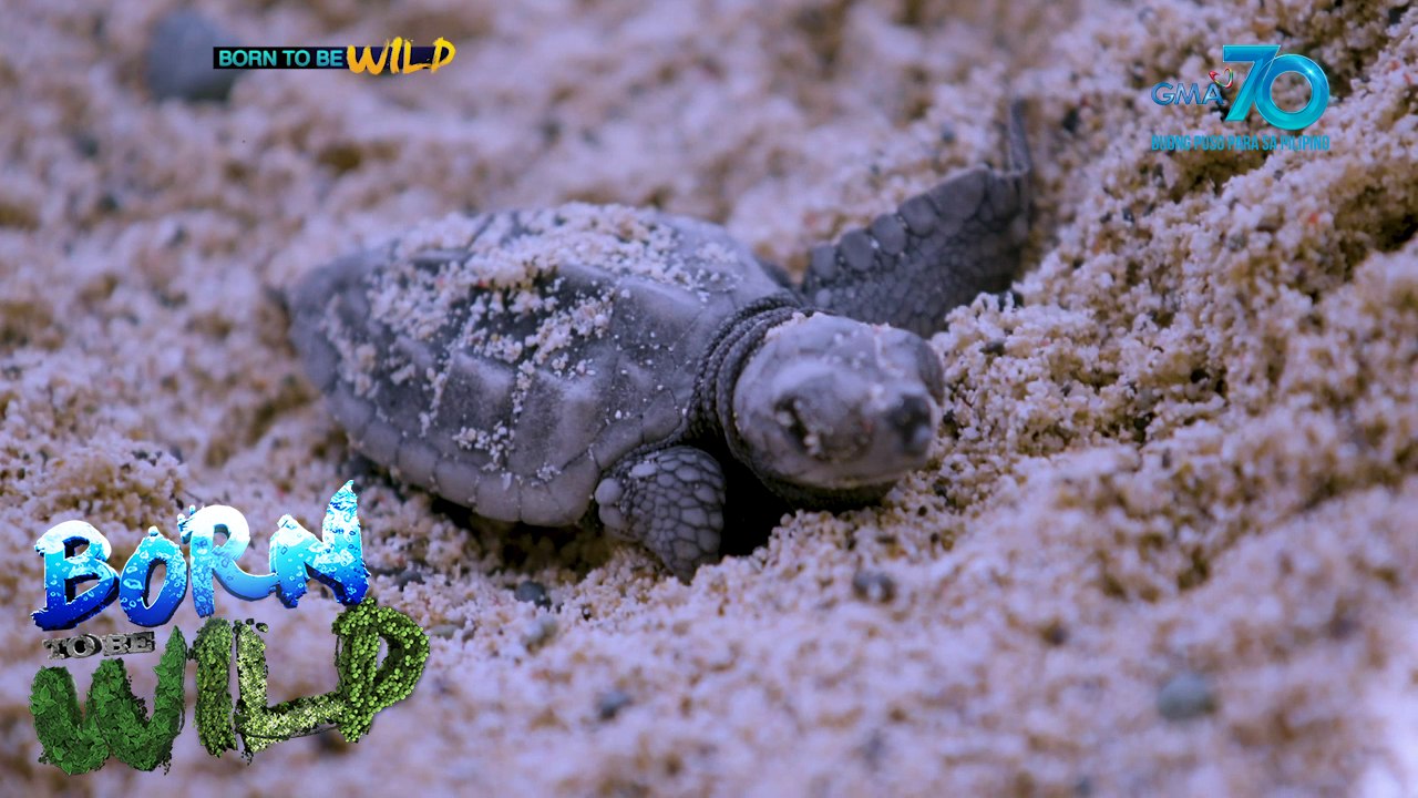 Born to be Wild: Back to the Sea