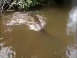 Un anaconda en colère prend en chasse des pecheurs